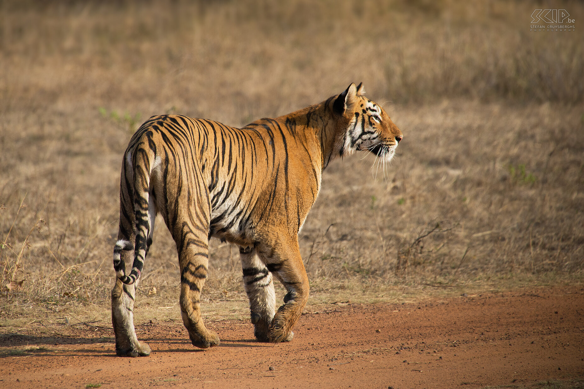 Tadoba - Tijgerin Het was geweldig en spannend om deze prachtige dieren in het wild te zien. Er wordt geschat dat er van de Bengaalse tijger nog maar ongeveer 1850 dieren in het wild leven. Stefan Cruysberghs